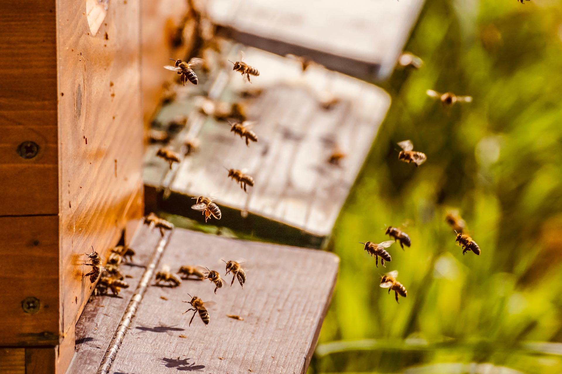 advantages of honey in wound dressing advantages of honey in wound dressing
